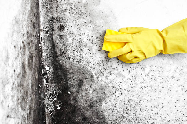 Best Asbestos and Lead Testing During Mold Inspection  in Pontiac, MI