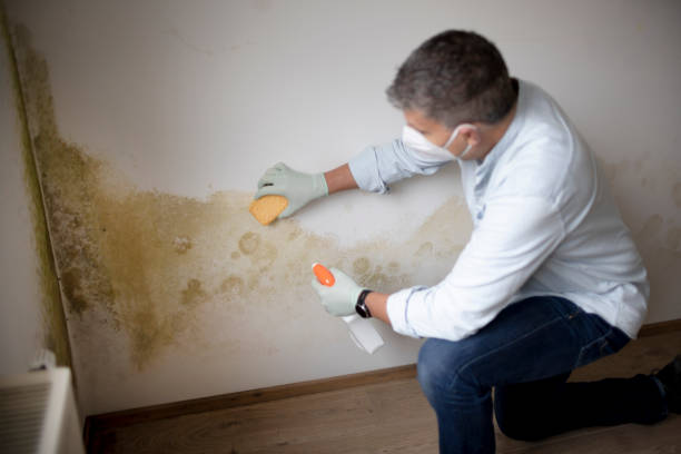 Reliable Pontiac, MI Mold Removal Solutions